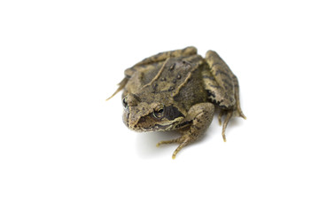 Common English Wild Frog on White Background