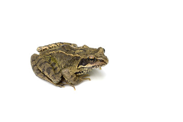 Common English Wild Frog on White Background