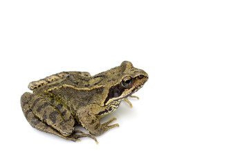 Fototapeta premium Common English Wild Frog on White Background