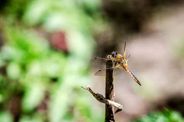 A dragonfly sitting on a branch.