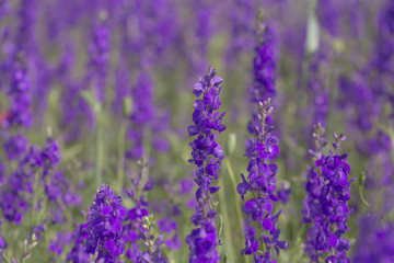 Violet flowers in the meadow.