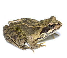 Common English Wild Frog on White Background