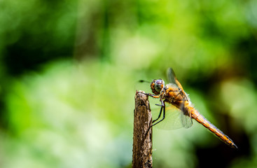 Photo of a dragonfly sitting on a branch, side view.