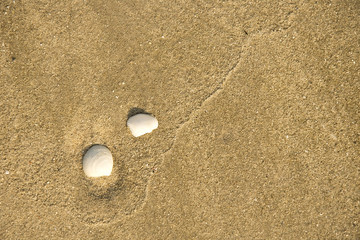 Fototapeta na wymiar Sea shells on sand. Summer beach background. Top view