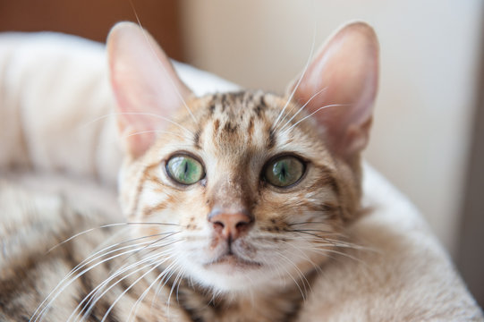 BengalPortrait