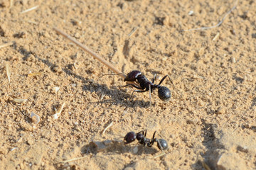Working ant