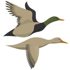 Drake and duck flying