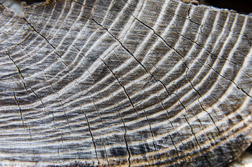 wood tree ring background