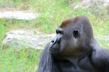 Gorilla's male portrait
