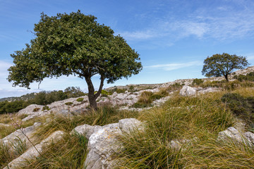 Fototapeta na wymiar GR221 Tree