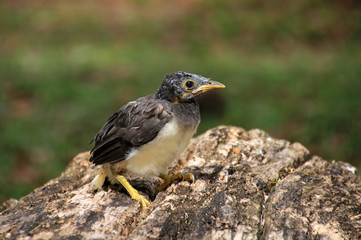 Fototapeta premium Little baby bird which has fallen out of the nest, Guatemala, Central America