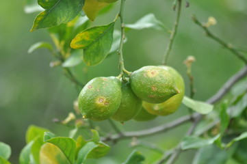Limetten am Baum