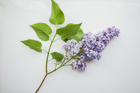 Branch of lilac on a white-painted wooden boards. Top view. 