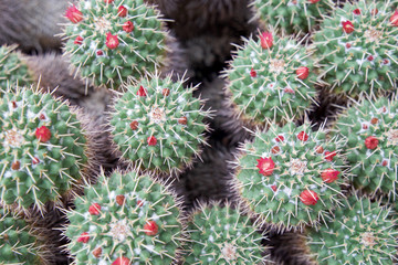 A top view macro close up of globe cactus, nipple cactus, fishhook cactus or pincushion cactus 