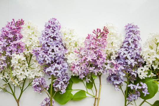 Branch of lilac on a white background. Design element for card, banners, print. Top view. 