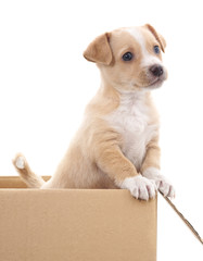 Fototapeta premium Brown puppy in a box.