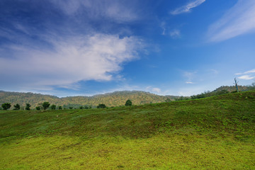 Fototapeta premium green field park and blue sky - can use to display or montage on product