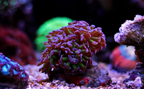 Euphyllia frogspawn hammer coral