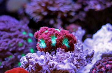 Obraz premium Blastomussa LPS Coral