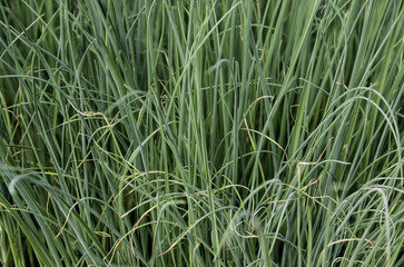 leeks growing inside of a greenhouse