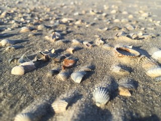 Muscheln Insel Langeoog 
