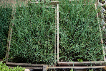 Fototapeta premium leeks growing inside of a greenhouse