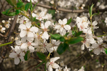 White blossoming cherry blossoms in the garden.