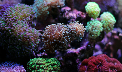 Euphyllia frogspawn lps coral
