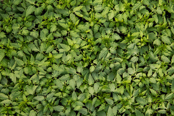 green and healthy tomatoes