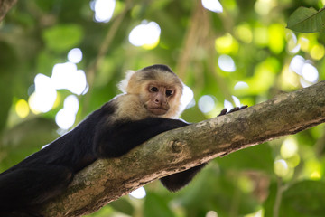 Capuchin Monkey relaxing