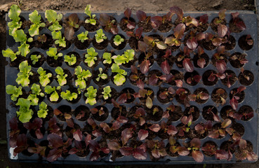 green and red lettuce