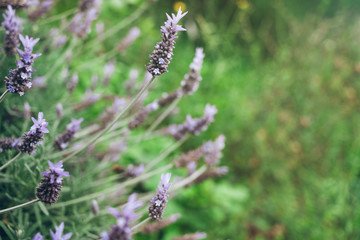 Close-up of lavender flowers with selective focus.