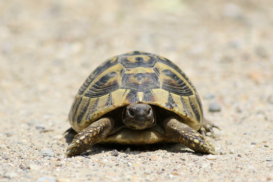 Hermann's Tortoise, turtle on sand, testudo hermanni