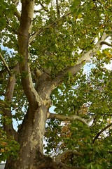 Plane tree