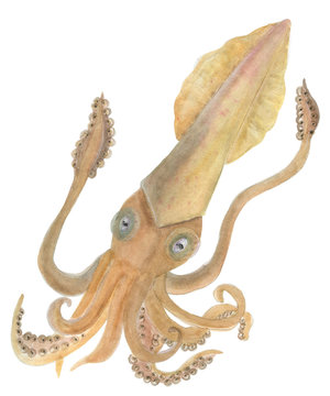 Watercolor painting yellow octopus