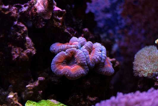 Lobophyllia lps coral in aquarium tank
