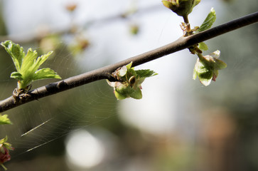 Buds of prunus triloba