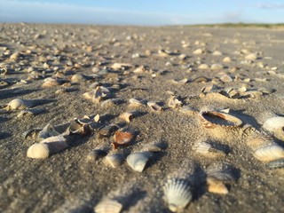 Muscheln Langeoog 