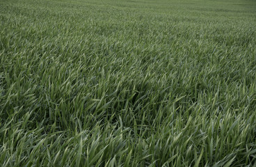 green grain growing in the field