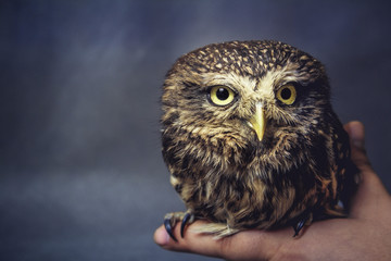 portrait of a tamed owl on the arm