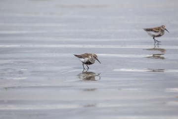 Dunlin (Calidris alpina)