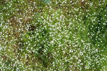 Fototapeta na wymiar цветущая трава мокрица 
