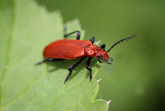 Kardinal Käfer, Cardinal Beetle - Pyrochroa serraticornis, Tiere, Käfer, Natur 