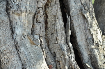 Alter Baum
