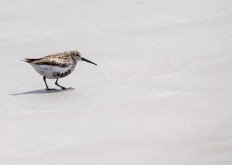 Dunlin (Calidris alpina)