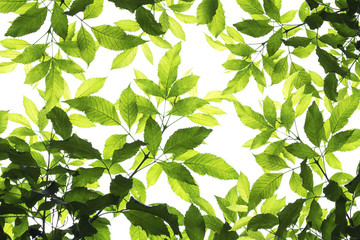 Fototapeta na wymiar Beautyful Green leaf pattern on the surface background