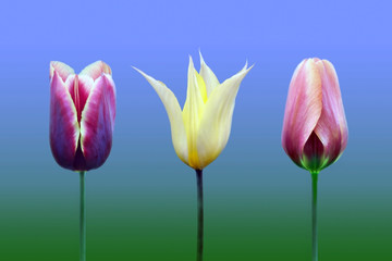 Tulips of the miscellaneous of the sort and colour