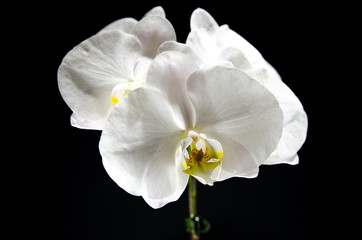 Fototapeta na wymiar single white orchid isolated on black background