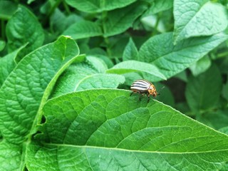 Close-up of a colorado beetle (leptinotarsa decemlineata) on a potato leaf