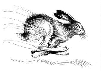 Running hare © berdsigns